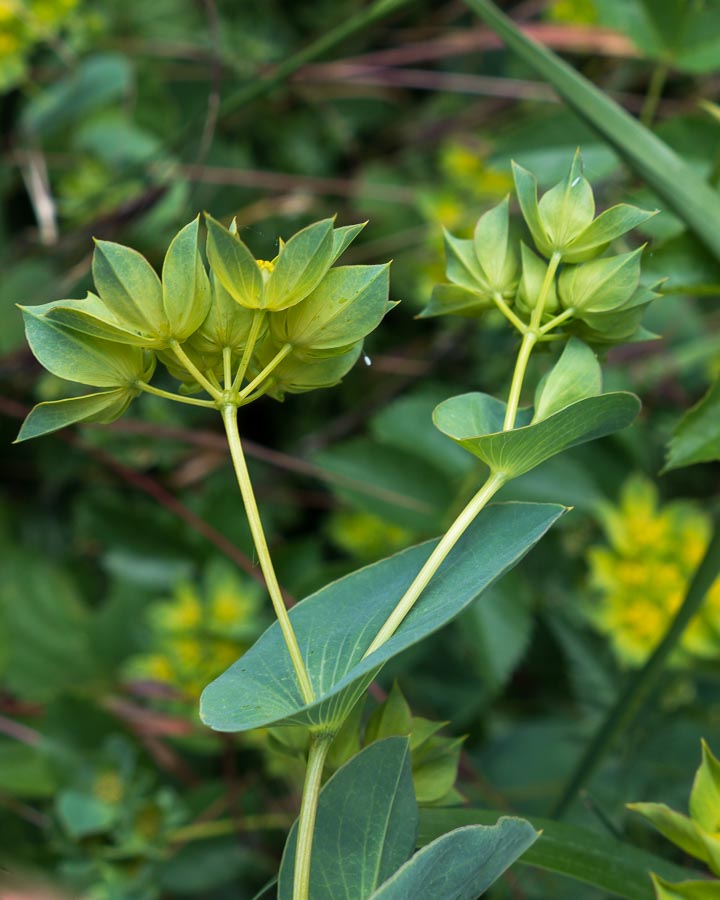 Bupleurum rotundifolium